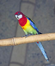 Eastern Rosella