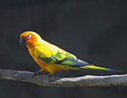 Sun Parakeet