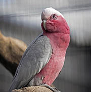 Galah