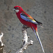 Western Rosella