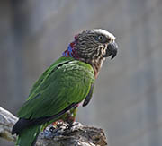 Red-fan Parrot