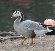 Picture/image of Bar-headed Goose