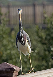 Picture/image of Tricolored Heron