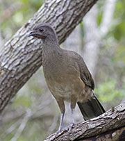 Picture/image of Plain Chachalaca