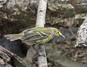 Picture/image of White-eyed Vireo