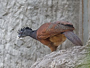 Picture/image of Great Curassow