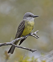 Picture/image of Couch's Kingbird