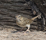 Picture/image of Lincoln's Sparrow