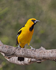 Picture/image of Altamira Oriole