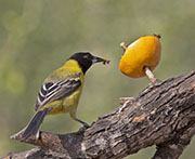 Picture/image of Audubon's Oriole