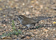 Picture/image of Bewick's Wren