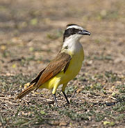 Picture/image of Great Kiskadee