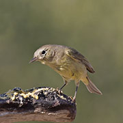 Picture/image of Orange-crowned Warbler