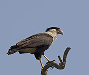 Picture/image of Crested Caracara