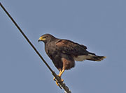 Picture/image of Harris's Hawk