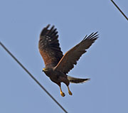 Picture/image of Harris's Hawk