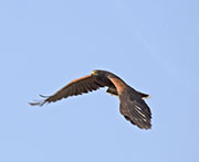 Picture/image of Harris's Hawk