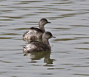 Picture/image of Least Grebe