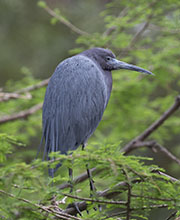 Picture/image of Little Blue Heron