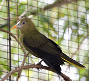 Picture/image of Green Oropendola