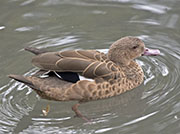 Picture/image of Madagascar Teal