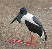 Picture/image of Black-necked Stork