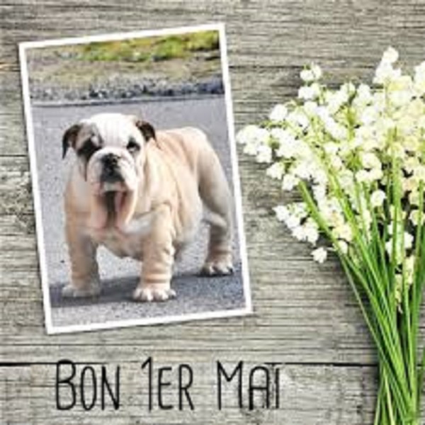 "Bon 1er Mai" - Bully et bouquet de muguets ...