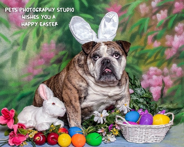 Par Pets Photography Studio   "Wishes you a Happy Easter"