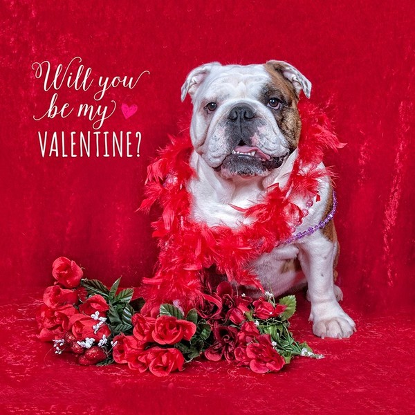 Par Pets Photography Studio   "Will you be my Valentine?"