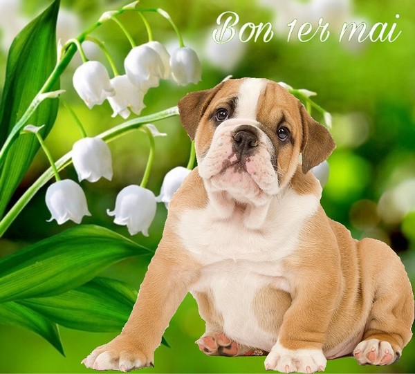 "Bon 1er Mai" - Bully et brins de muguet ...