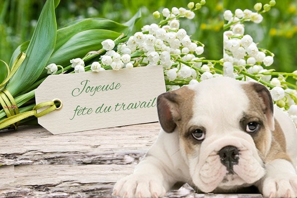 "Joyeuse fête du travail" - Bully devant bouquet de muguets