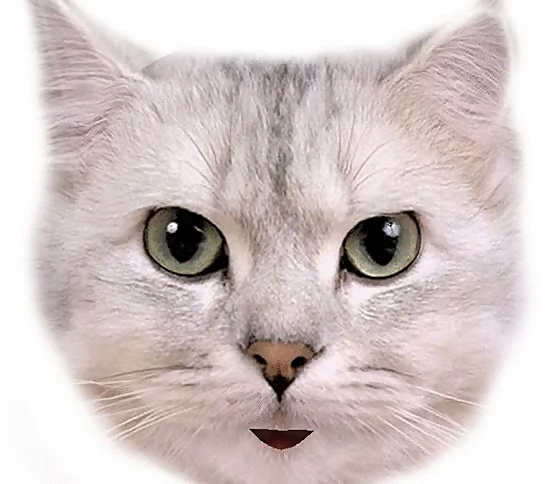 gif-chat-22.gif