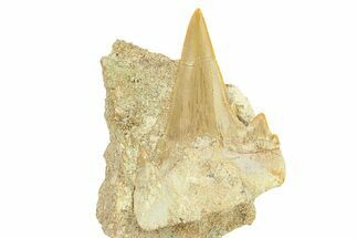 Large Otodus Shark Tooth Fossil in Rock - Morocco #292016