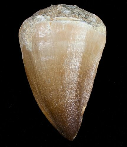 Mosasaurus Tooth