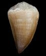 Mosasaur Tooth - Cretaceous Reptile #10218-1