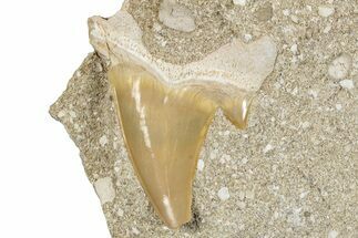 Otodus Shark Tooth Fossil in Rock - Morocco #274936