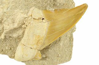 Bargain, Otodus Shark Tooth Fossil in Rock - Morocco #292029