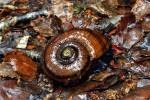 Powelliphanta Giant Land Snail