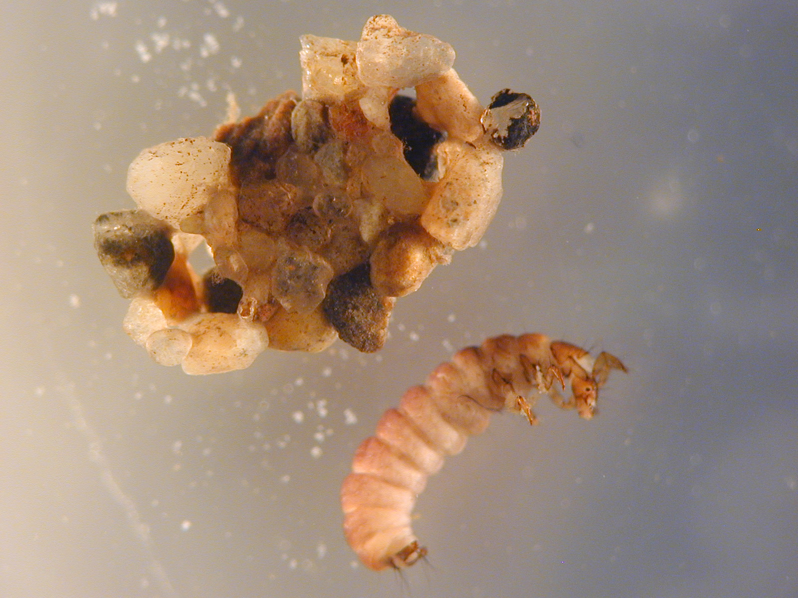 http://www.shl.uiowa.edu/services/limnology/macroinvertebrates/trichoptera.xml