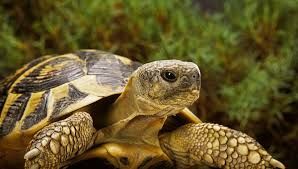 tortue_2