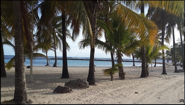 A l'ombre des cocotiers