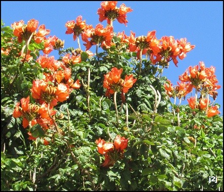 été aux  Antilles