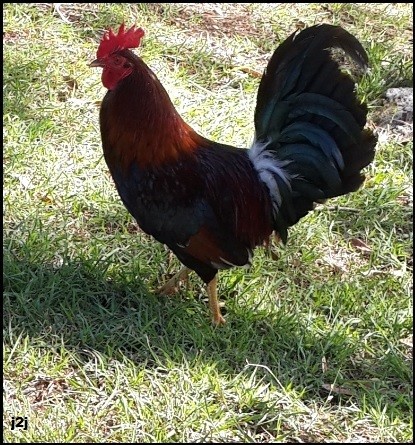 Coq  antillais