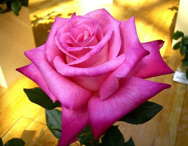 UNE TRES BELLE ROSE