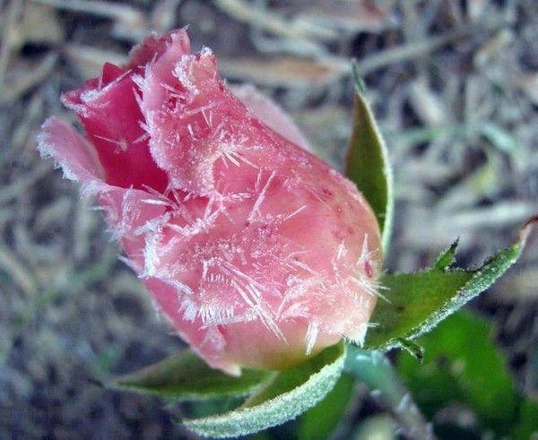 DU GIVRE SUR LE BOUTON DE ROSE