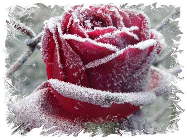 MÊME AVEC LE GIVRE LA ROSE ET GRACIEUSE