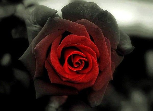 LA ROSE ROUGE OU NOIRE