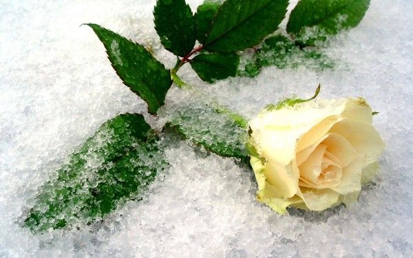 UNE ROSE SOUS LA GLACE