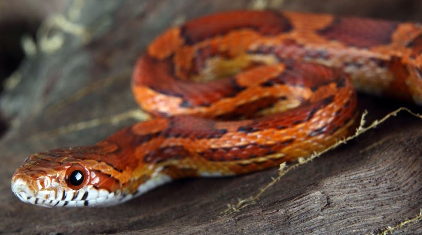 Corn Snakes 2