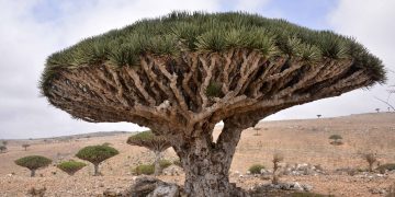 Dragon Tree